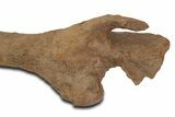 Dinosaur (Triceratops) Pelvic Bone w/ Metal Stand - Montana #339336-6